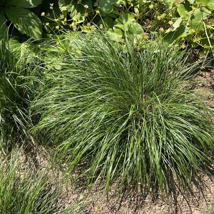 Pennisetum alopecuroides Piglet
