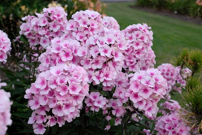 Phlox paniculata Bright Eyes