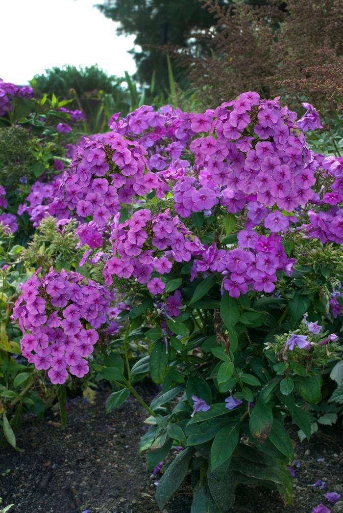Phlox paniculata Flame&trade; Purple Flame&reg;