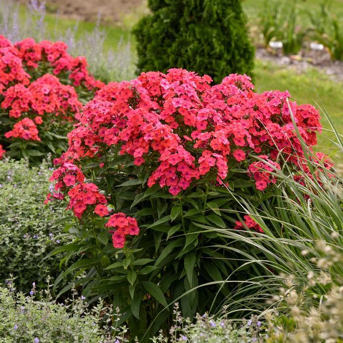 Phlox paniculata Luminary&trade; Sunset Coral