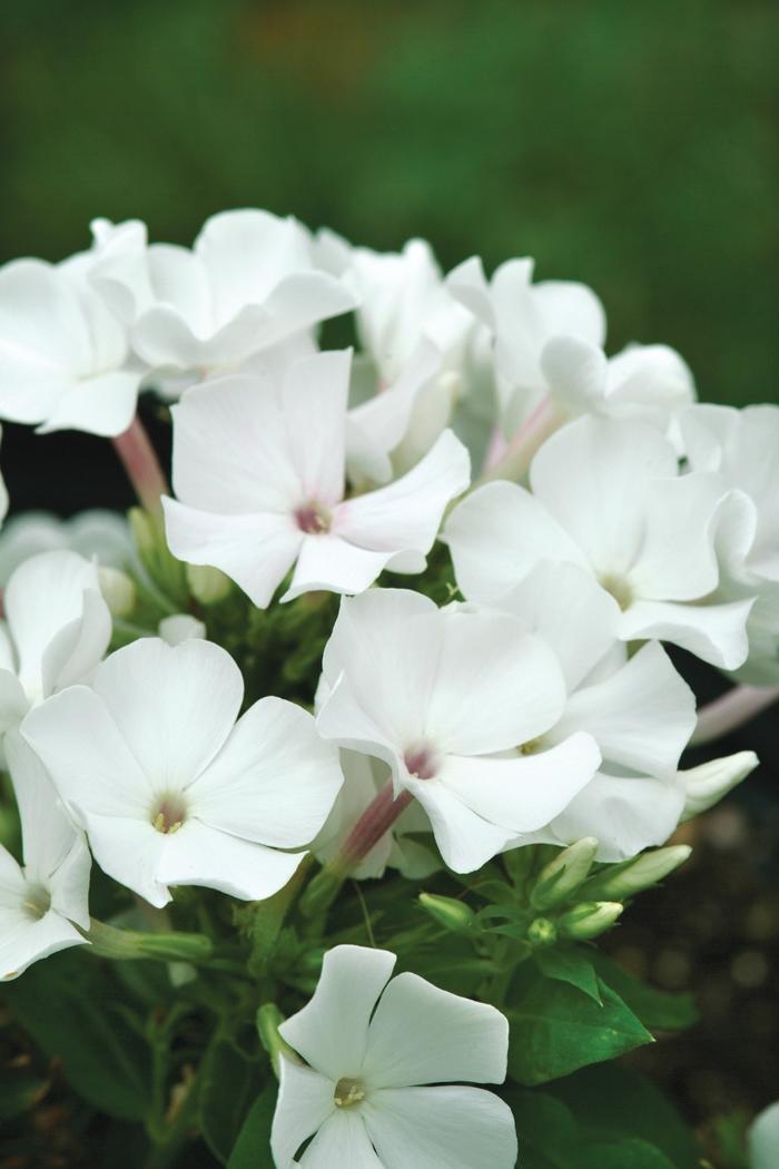 Phlox paniculata Flame&trade; White Flame&reg;
