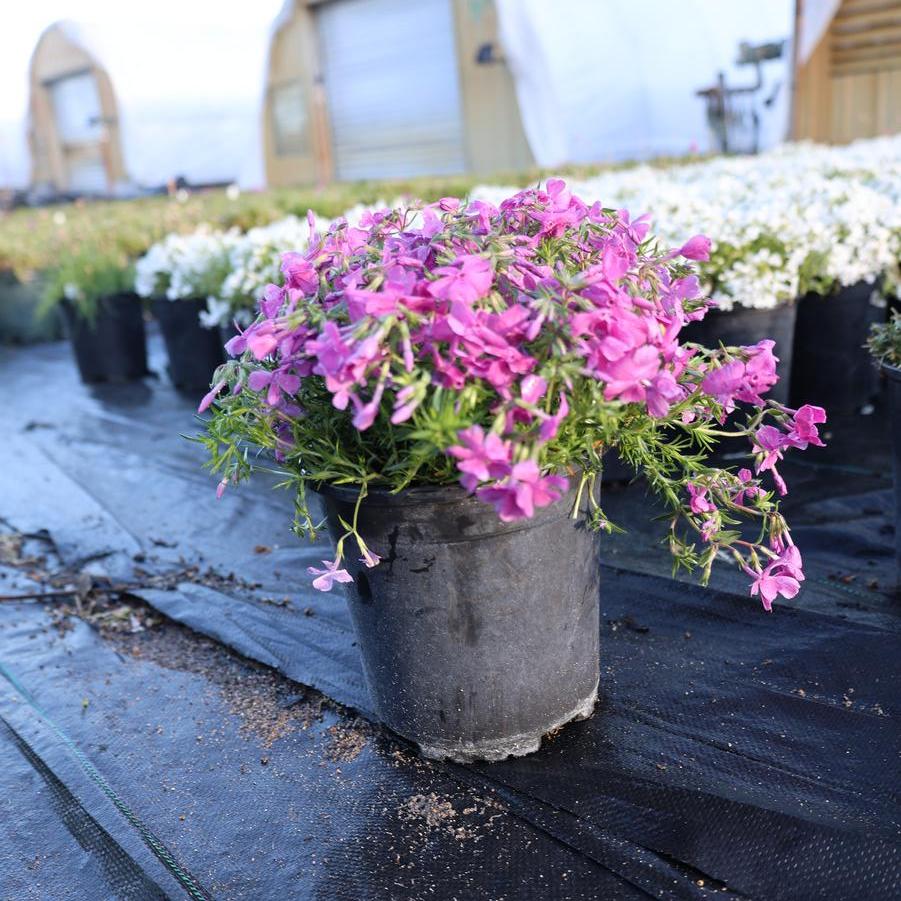 Phlox subulata Drummond's Pink