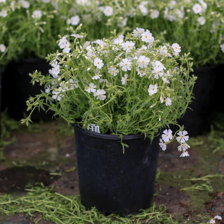 Phlox subulata Early Spring&trade; White