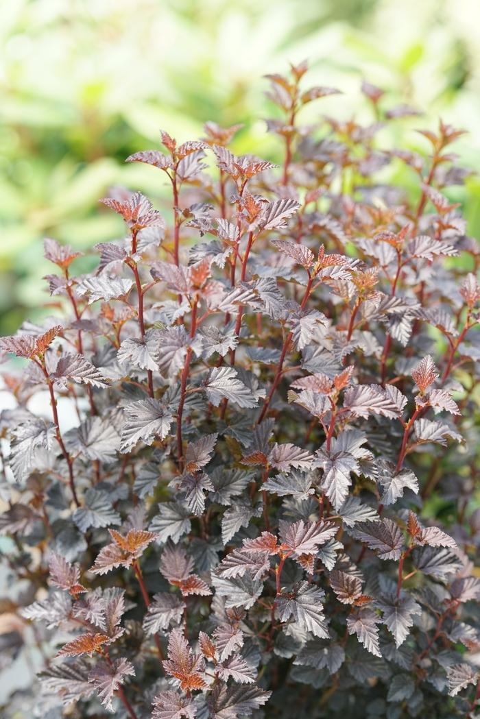 Physocarpus opulifolius Summer Wine&reg; Black