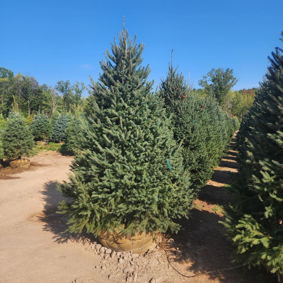 Picea glauca Montrose Spire