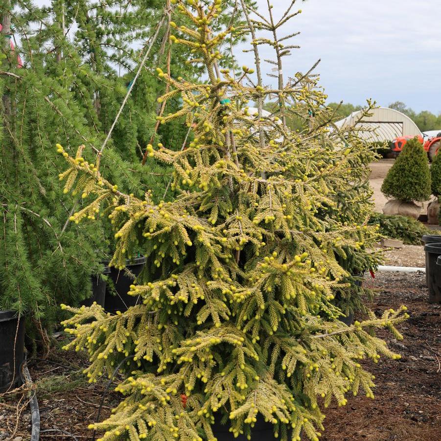 Picea orientalis Skylands