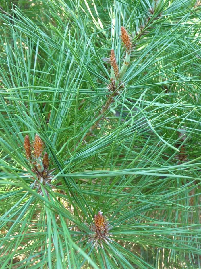 Pinus densiflora Umbraculifera (Tanyosho)