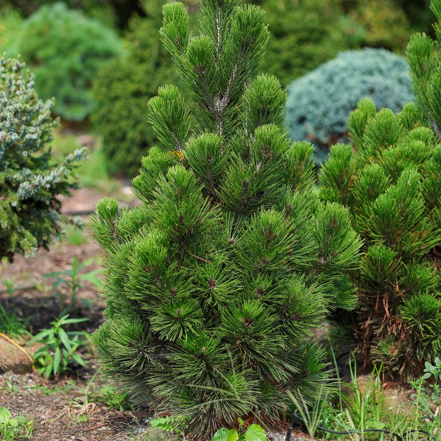 Pinus leucodermis Compact Gem