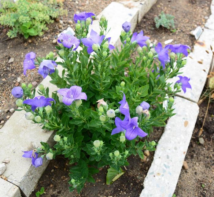 Platycodon grandiflorus Sentimental Blue