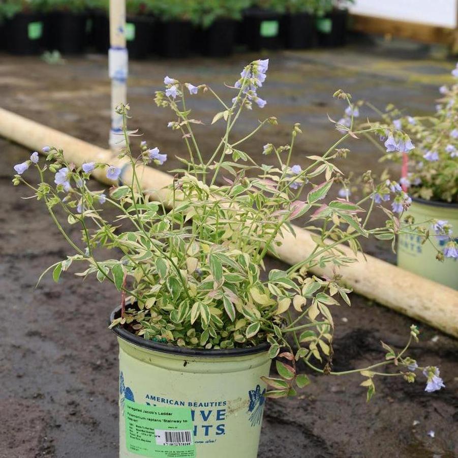 Polemonium reptans Stairway to Heaven