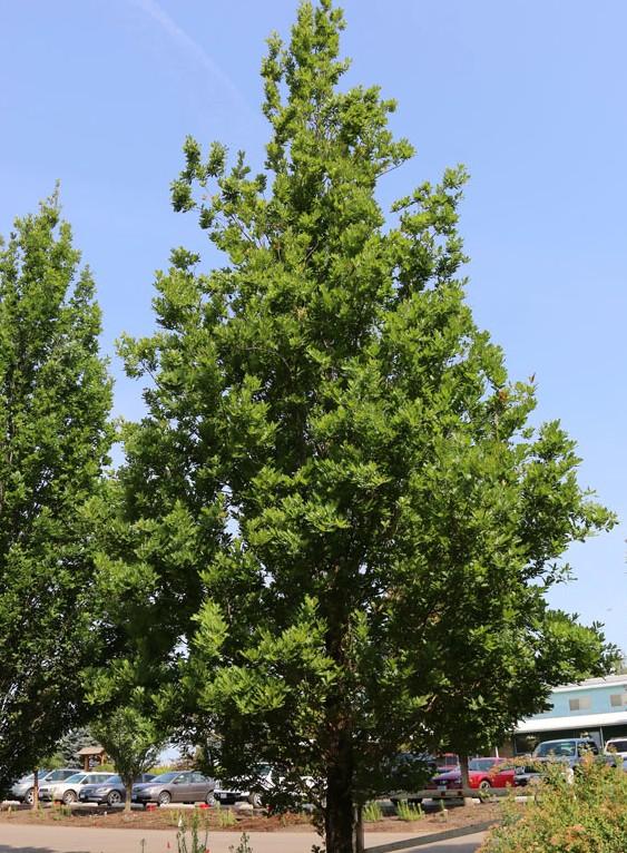 Quercus robur x alba 'Streetspire®' - Oak from Great Lakes Landscape Supply