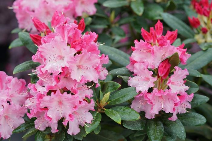 Rhododendron Dandy Man Color Wheel&reg;