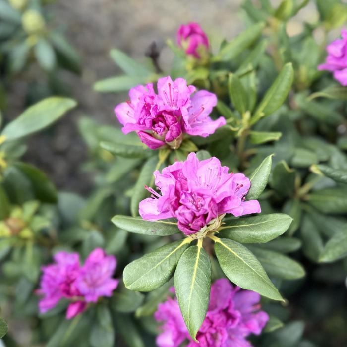 Rhododendron catawbiense Roseum Elegans