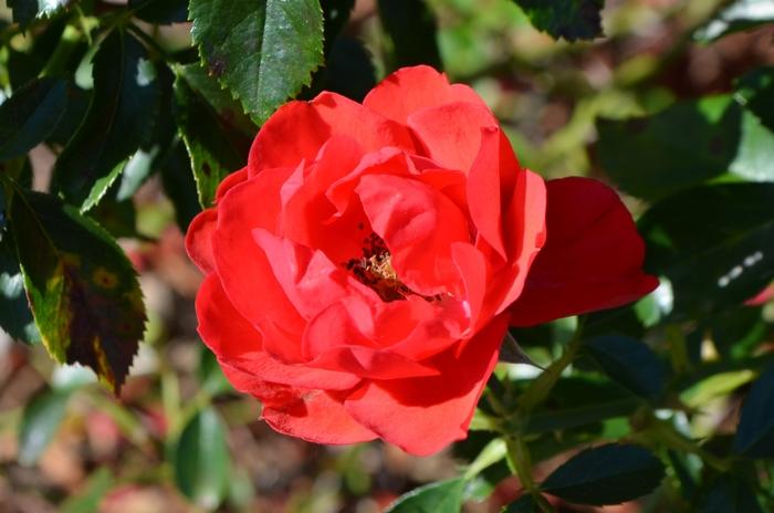 Rosa Flower Carpet&reg; Scarlet