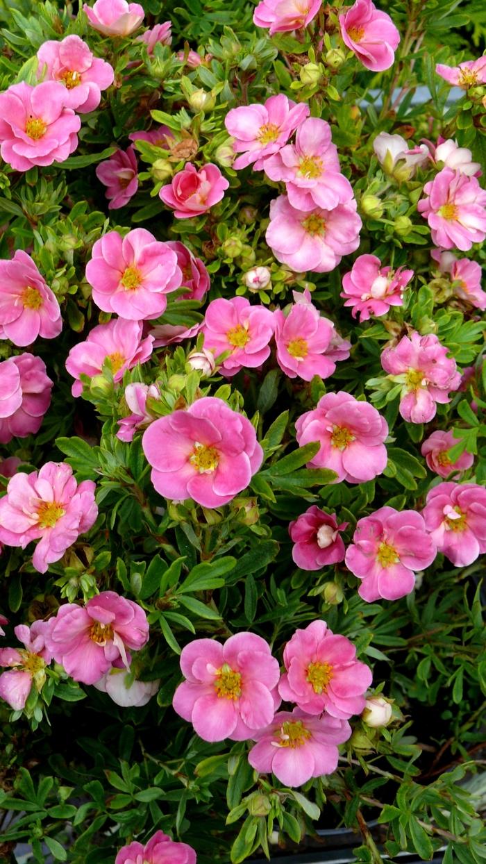 Potentilla fruticosa Happy Face&reg; Pink Paradise