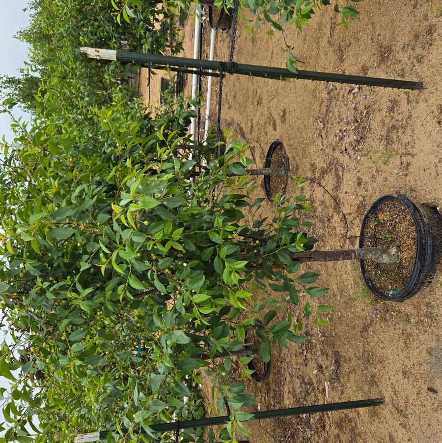 Prunus avium 'North Star'