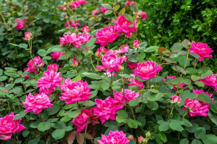 Rosa Knock Out&reg; Pink Double