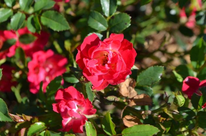 Rosa Red Drift&reg;