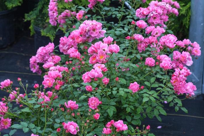 Rosa Oso Easy&reg; Double Pink
