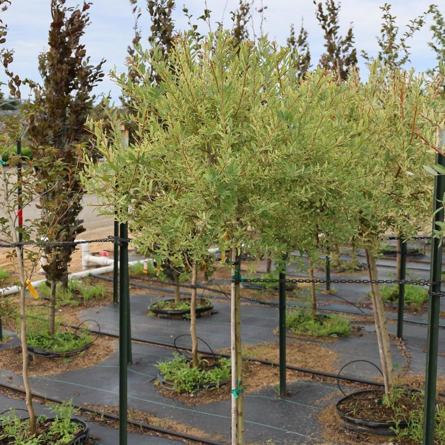 Salix integra Hakuro-Nishiki