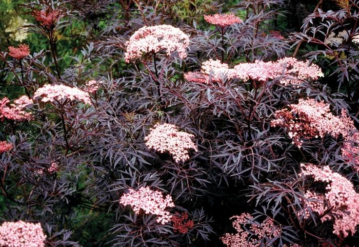 Sambucus nigra Black Lace&reg;