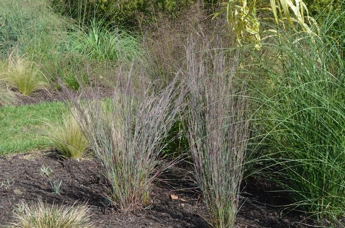 Schizachyrium scoparium Blue Heaven&trade;