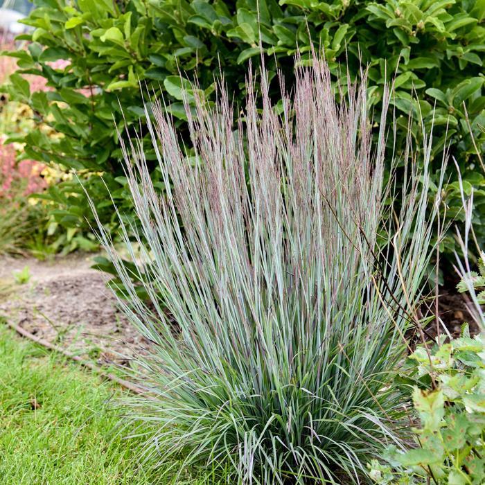 Schizachyrium scoparium Prairie Winds&reg; Brush Strokes