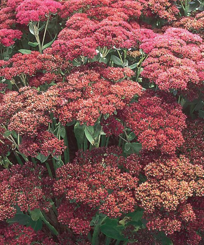 Sedum spectabile Autumn Joy