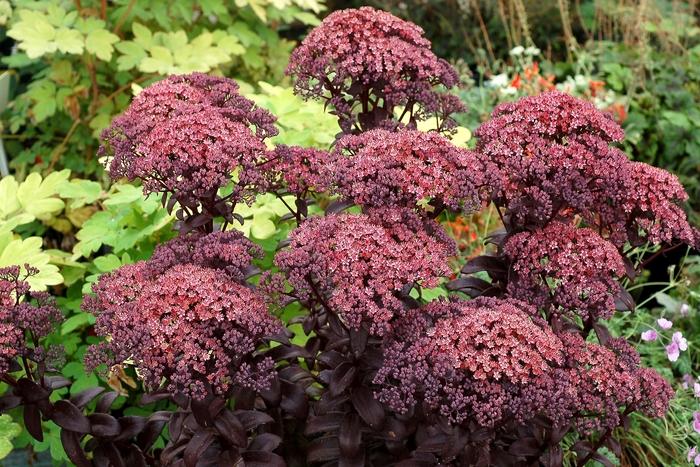 Sedum telephium Dark Magic