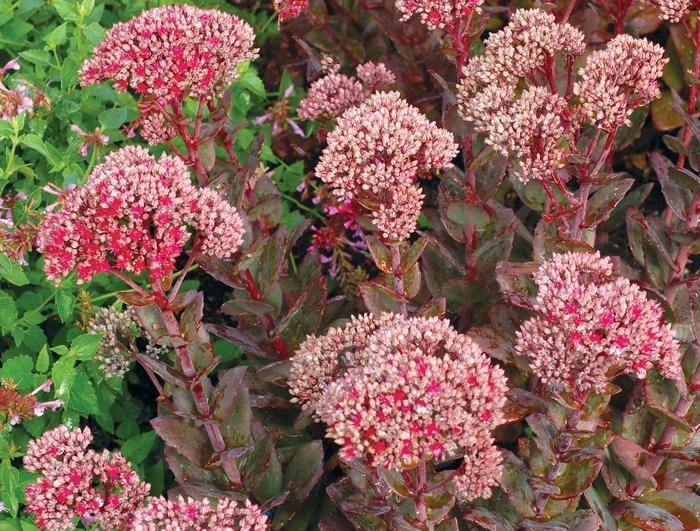 Sedum Thunderhead