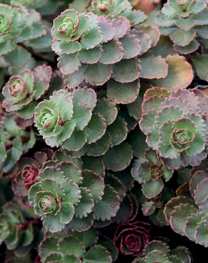 Sedum spurium Dragon's Blood (Roseum)