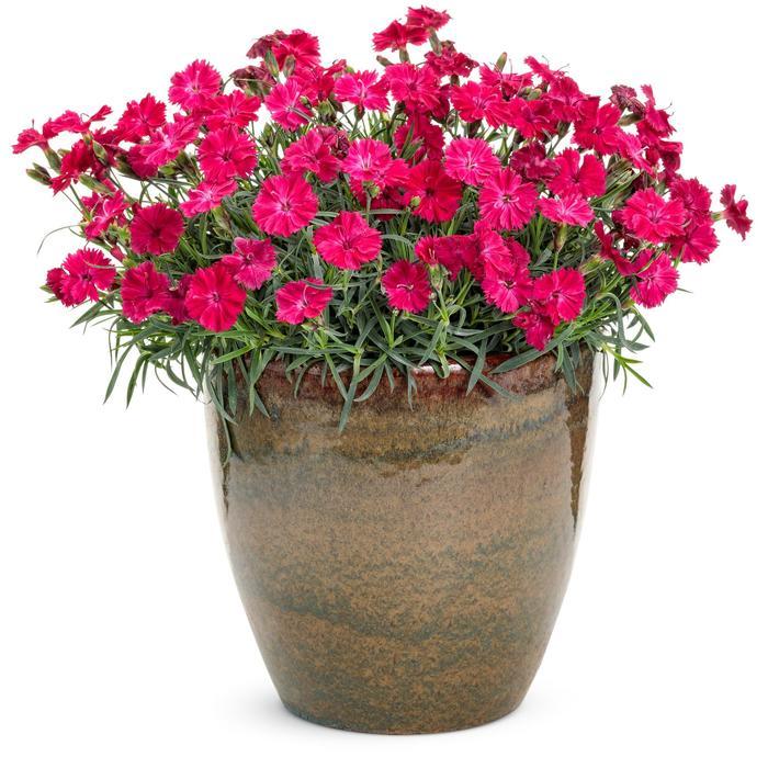 Dianthus Paint the Town Red