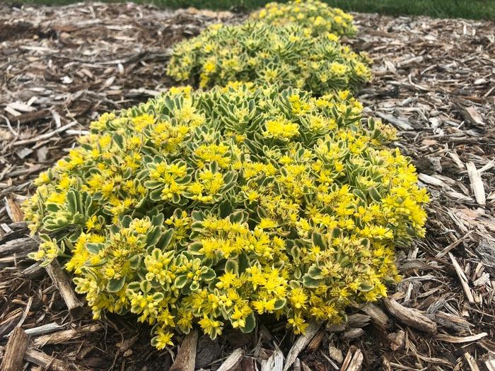 Sedum Rock 'N Grow&reg; Boogie Woogie