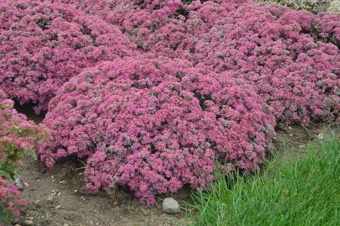 Sedum Rock 'N Grow&reg; Popstar