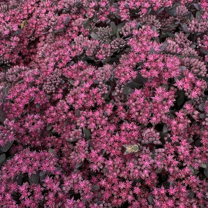 Sedum Sunsparkler&reg; Dazzleberry