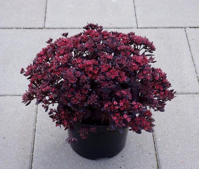 Sedum Sunsparkler&reg; Plum Dazzled