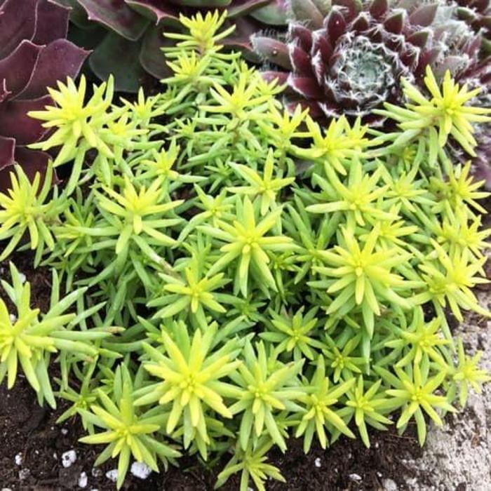 Sedum rupestre Sunsparkler&reg; Angelina's Teacup