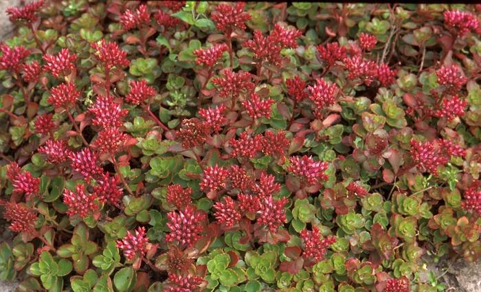 Sedum spurium Fuldaglut (Fulda Glow)