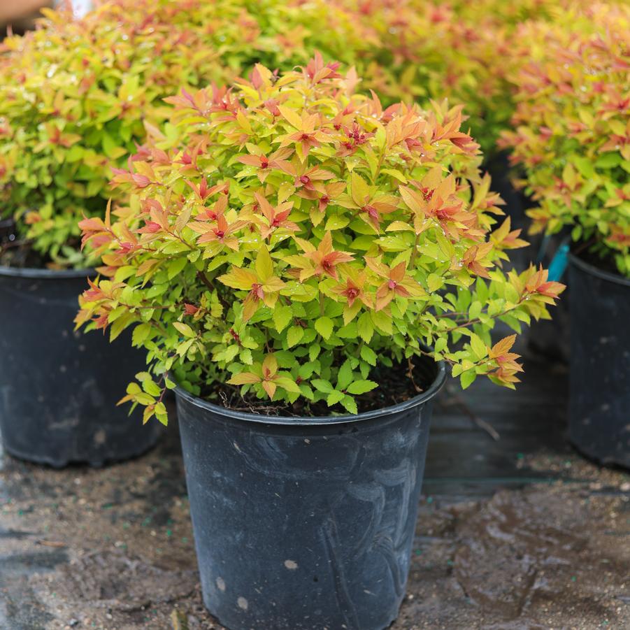 Spiraea japonica Magic Carpet