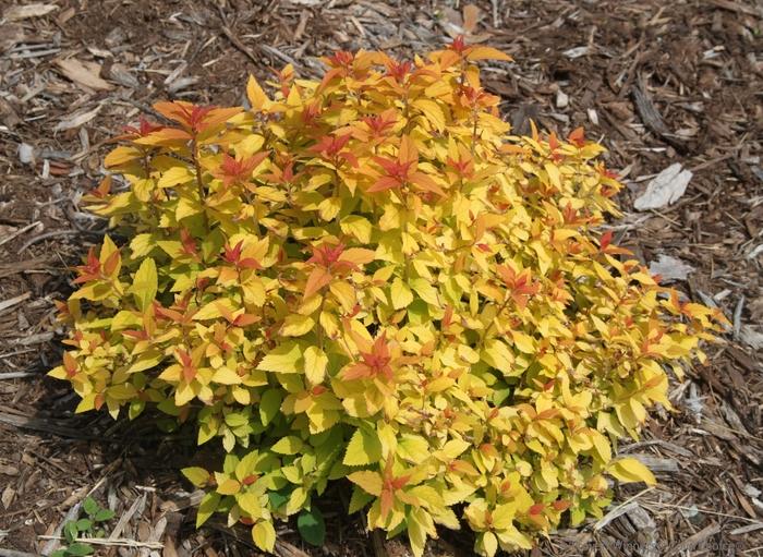 Spiraea japonica Double Play&reg; Candy Corn&reg;