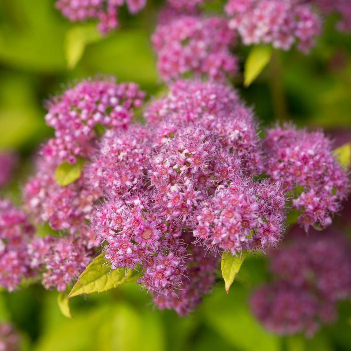 Spiraea japonica Little Spark&trade;