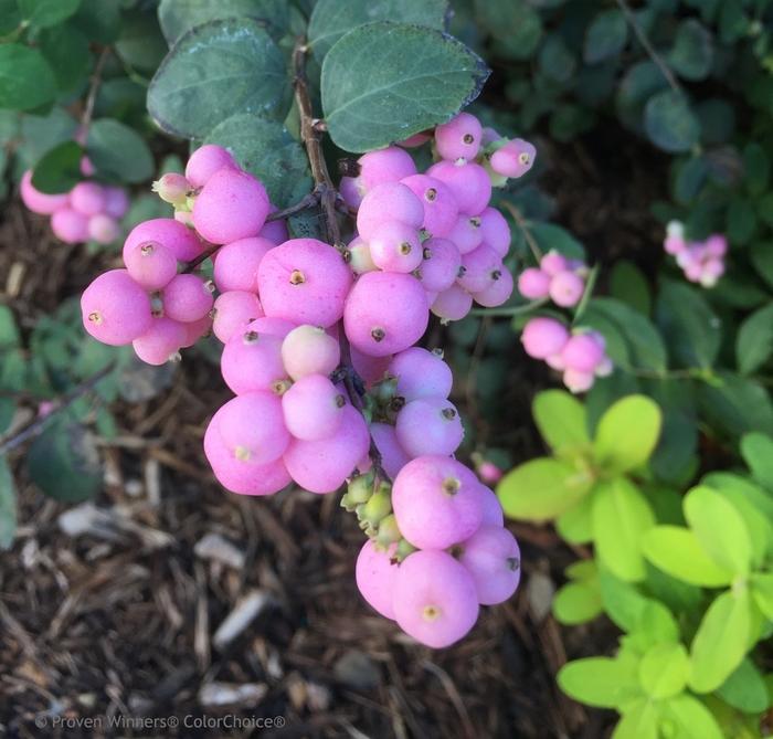 Symphoricarpos Proud Berry&reg;