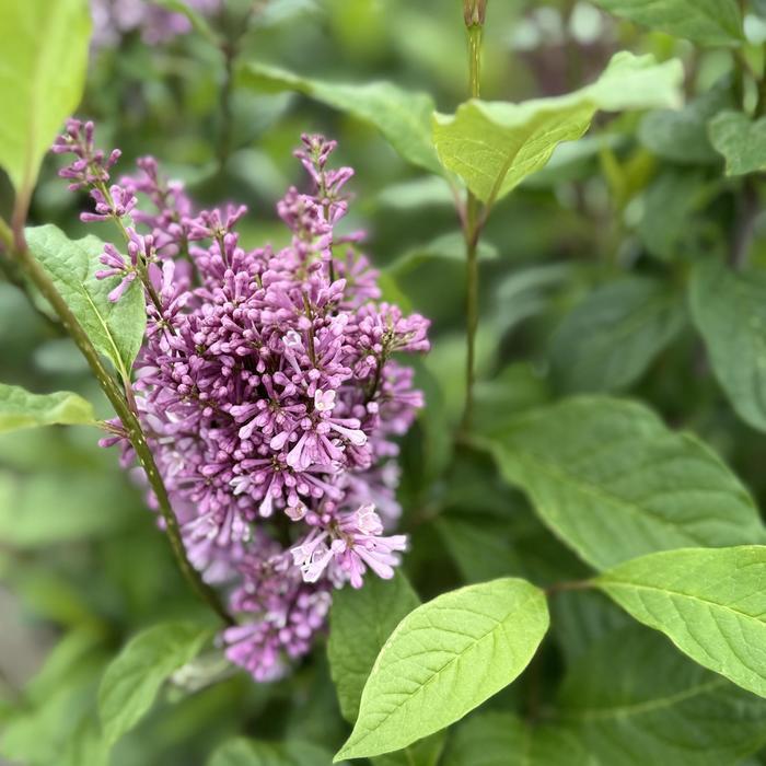 Syringa x prestoniae Minuet