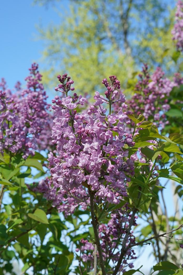 Syringa x hyacinthiflora Scentara&reg; Double Blue