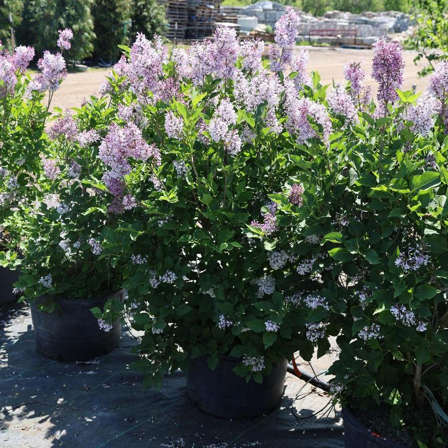 Syringa pubescens ssp. patula Miss Kim