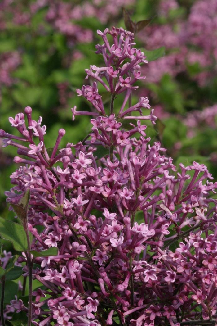 Syringa Bloomerang&reg; Purple