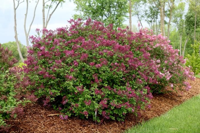 Syringa Bloomerang&reg; Dark Purple