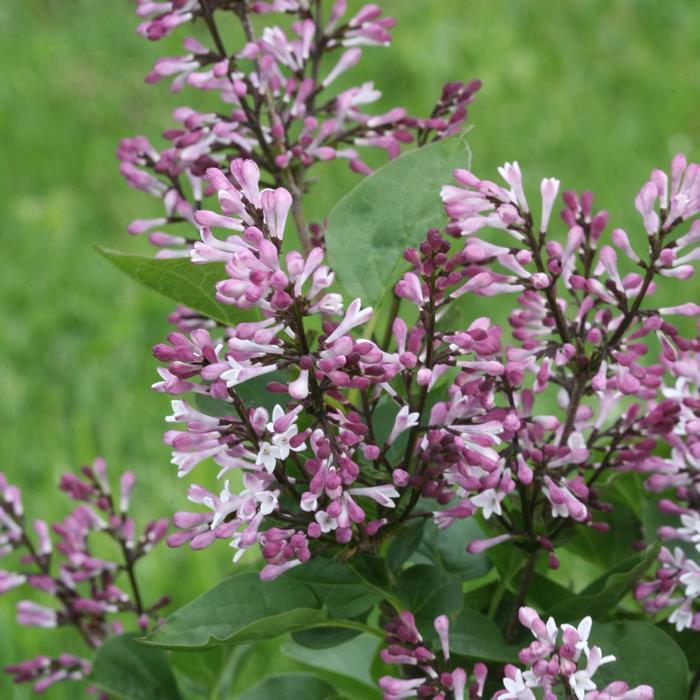Syringa Baby Kim&reg; 