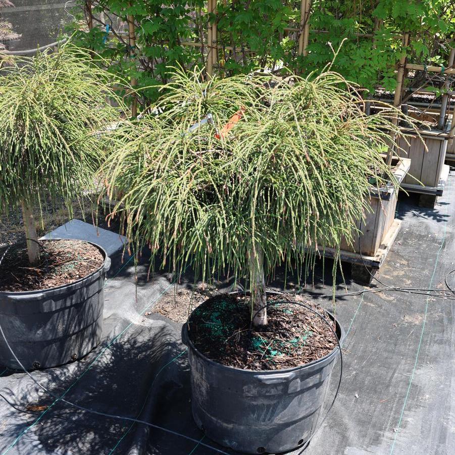 Thuja plicata Whipcord