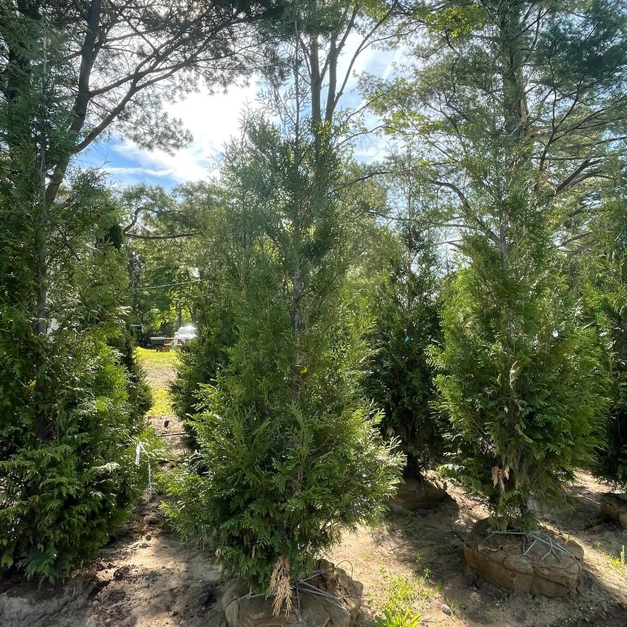 Thuja occidentalis American Pillar